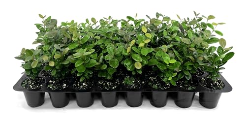 Simpson Stopper | 10 Live Plants | Myrcianthes fragrans | Native Evergreen Shrub | Ornamental Landscape Plants for Privacy & Wildlife Habitat