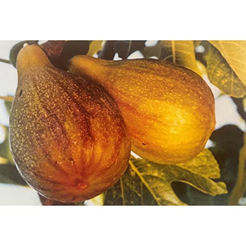 Pianta vera di Fico Melanzana - Ficus carica 'Melanzana' - Melanciana, Marangiana - diametro vaso Ø 20 cm