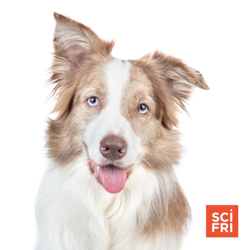 Untangling The History Of Dog Domestication