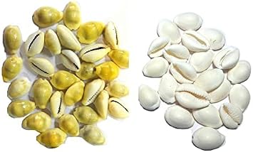 Lakshmi Puja Use Yellow Cowry 11 Pcs with White Cowry 11 Pcs Brings Money Good Luck & Prosperity