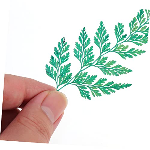 Sewroro 3 Conjuntos De Pacote De Material De Flores Secas Flores Secas Comestíveis Material De Flore