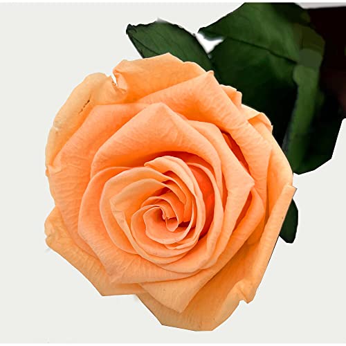 MUNDO ETERNO Rose Eterna Preservée 35 cm Couleur Mélocoton Cover