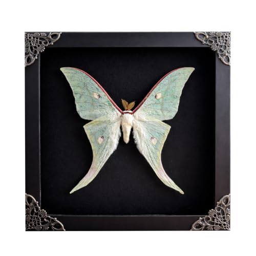 Real Green Luna Moth Shadow Box Preserved Insect Specimen Framed Taxidermy Display Gothic Wall Art Gift for Nature Lovers K19-125-DE