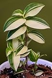 6 Cuttings Variegated Wandering Jew Plant - Tradescantia fluminensis Tricolor Plant - Easy to Grow Indoor Outdoor Plant