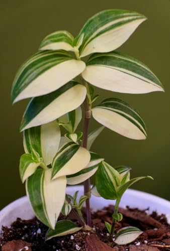 6 Cuttings Variegated Wandering Jew Plant