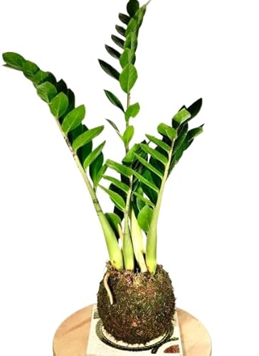 Kokedama Zamioculcas Zamiifolia PREMIUM Planta de Interior con Maceta de Musgo Natural