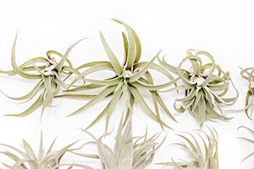Air Plant Tillandsia Harrisii - Available In Wholesale And Bulk - Live Succulent House Plants – Home And Garden Decor - Easy Care Indoor And Outdoor Plants (Pack Of 12) #TOP1