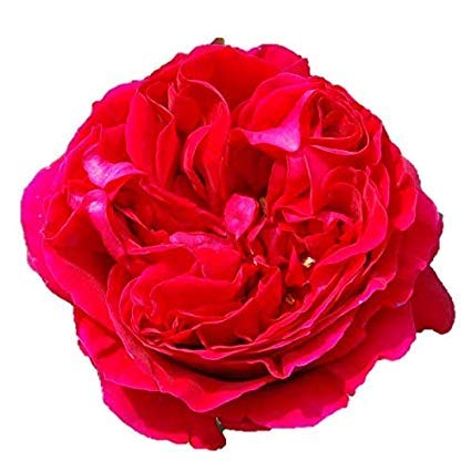 Amazon.co.jp: バラ苗 【ルージュピエールドゥロンサール】 (新苗