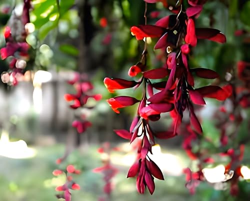 Rishika Plant House-Beautiful