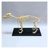GeRRiT Modèle de Squelette de modèle Anatomique de Chien, organe visuel Amovible 4D pour Le Corps de démonstration de l'enseignement des Animaux