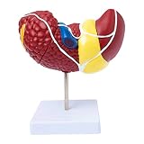 Modello del Corpo Umano Modello di Organo Umano Modello di Eparina Umana 18x16cm / 7x6in Modello di Corpo Umano Modello di Anatomia Realistica Modello di Insegnamento