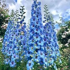 Double flowered hollyhock seeds blue color,high germination (10 seeds)