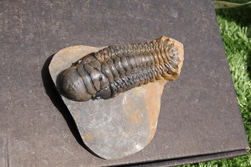 Image of Trilobite Crotalocephalina Trilobite Fossil Trilobites Rock Trilobite Fossils from Morocco Trilobite Fossil Trilobite A237