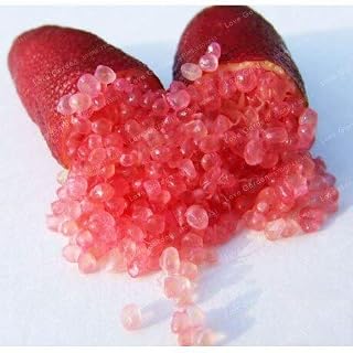 Kalash New 20pcs Pomegranate Fruit Seeds for Gardening Red