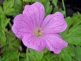Portal Cool Las plantas a raíz desnuda - 3 X -Hardy Geranio rosa Geranio endressii