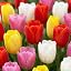 Exclusive 50 tulips mix