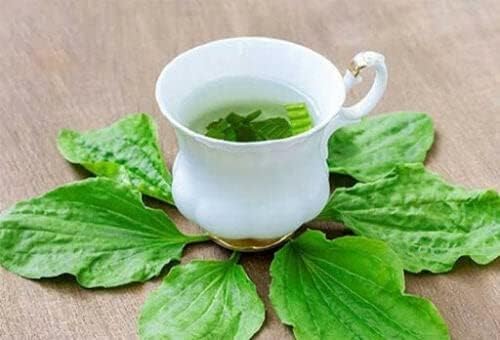 Miniatura 5 de 500 Semillas de Plátano de Hoja Ancha Plantago major Planta de Hierbas Orgánicas Semillas Ma De Semillas