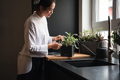 LECHUZA CANTO Stone 14 hochwertiger Kräuterwürfel mit Stick-Bewässerungssystem, graphitschwarz