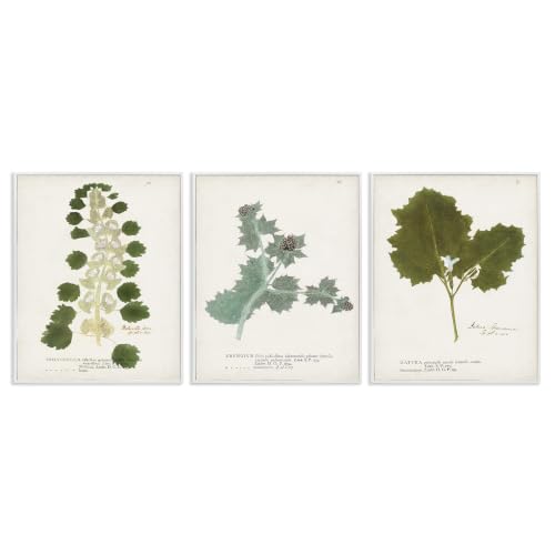 Botanical Latin Study Wild Plant, 11 x 14 Inch Framed Giclée Print Set