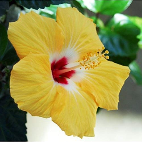 Mphmi Nursery Delhi NCR Hibiscus Yellow Plant - Jaswand, Gudhal (B0B5M144ZH) Amazon Price History, Amazon Price Tracker