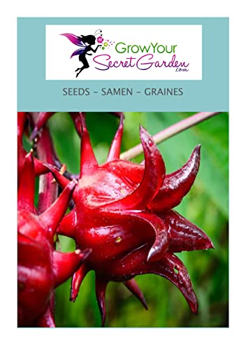 Hibiscus sabdariffa - Roselle, Oseille Guinée 10 Graines, vivace Cover