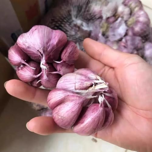 semi di aglio da resistenti aglio invernale, giardino sul balcone rare, biologici spezie, orto, 250pcs