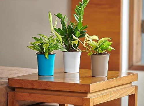 Image of Oslo Self Watering Pots | Planters for Your Home Living Room Office Decor, Round Plastic 4.3 Inch Set of 3 (Mocca) (Green)