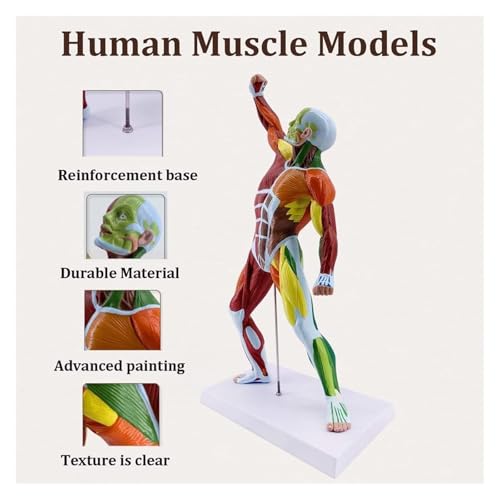 Modèle de figure musculaire colorée 50 cm pour mémoriser l'anatomie