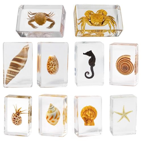 Image of 10pcs Taxidermy Crab Conch Starfish Seahorse, Oceans Animals Specimens in Resin, Clear Sealed for Closer-Look & Study, Science Educational Classroom Specimens, Unique Amazing Gift (1.8x1.2x0.7-inch)