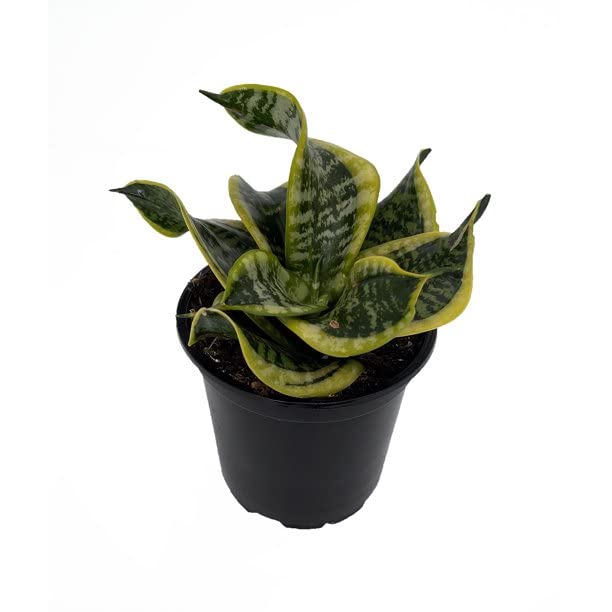 Garden Art Live Sansevieria Plant (Snake Plant) Fully Rooted Indoor House Plant In Pot Potted Succulent Plant House Plant (Sansevieria Tornado)(Pack Of One Healthy Plant) (B09SD4GPND) Amazon Price History, Amazon Price Tracker