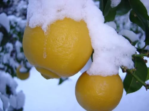 Limone RESISTENTE AL FREDDO - Limone Ichang -Resistente fino a 20 F- 10 semi SEMI FRESCHI
