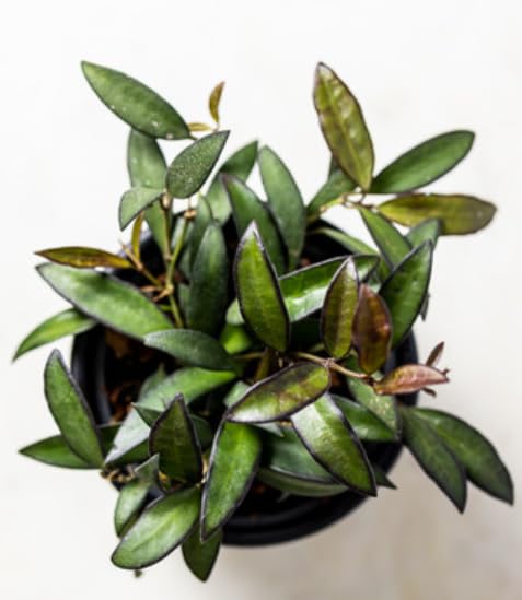 Maroon Splash - Hoya Red Maroon - Easy Care Trailing houseplant in 6 cm Pot