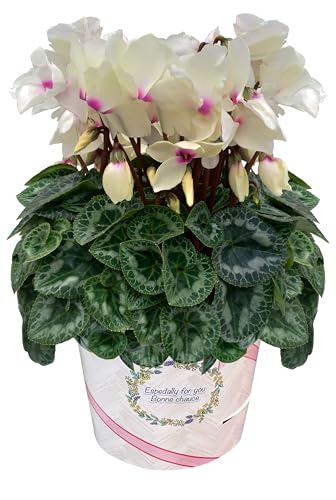 Ԃ̃Mtg VN Mtg v[g  A  a 6  S[fK[