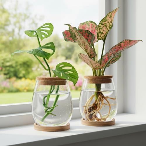 Vase de propagation en verre transparent avec plateau en bambou pour boutures