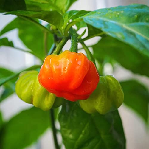 QAUZUY GARDEN 50 Seeds Ajicito Aji Dulce Seeds Ajicitoo Aji Gustoso Cachucha Sweet Chili Pepper Seed - Non-GMO Seeds - Mild Heat Delicious Pepper for Garden Home
