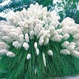 White Pampas Grass 100 Seeds - Cortaderia