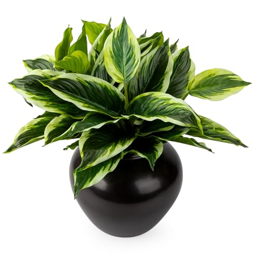 4Pcs 17.7inch Artificial Halcyon Hosta Perennial Plants Faux Green Dieffenbachia
