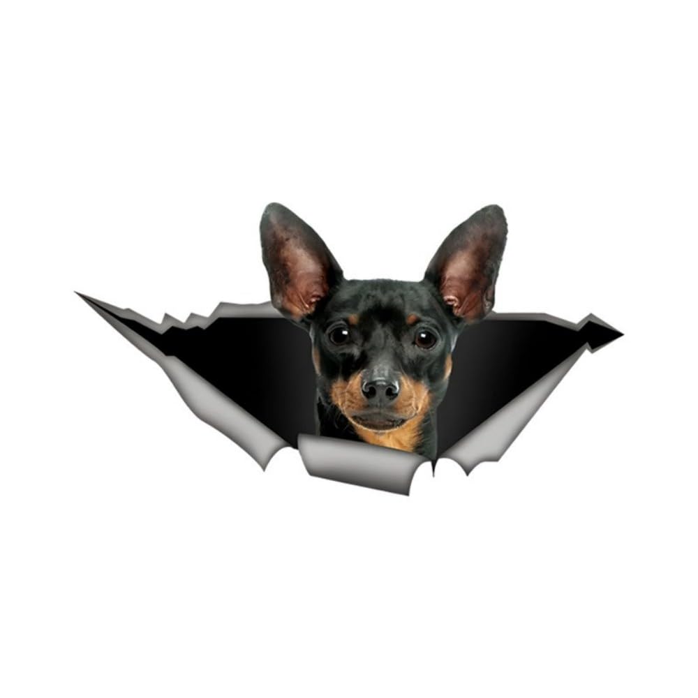 Miniature Pinscher Aufkleber, 3D Zerrissener Effekt Aufklebe