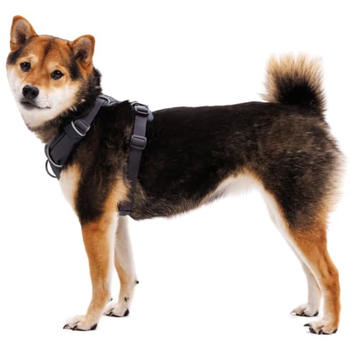 Ruffwear Front Range Hundegeschirr, reflektierendes Y-Geschirr, verstellbares, bequem gepolstertes Alltagsgeschirr für Spaziergänge und Hunderennen, 2 Leinenbefestigungen und V-Ring, Blaze Orange M