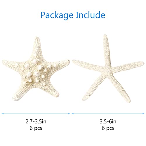 UEIEU 12 PCS Starfish | 2.5-6 Inch Starfish Decor | Natural Bulk Starfish Shells Perfect for Crafts Making Beach Theme Party Wedding Decoration, Home Wall Decor, Christmas Ornaments, Fish Tank - Image 3
