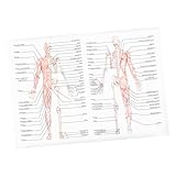 MUELODSIC Human Anatomie Poster Skelett Muskel Körperstruktur Lehrtafel für Schule Labor Medizinunterricht Klare Beschriftung Leicht Lesbar Praktische Wanddekoration
