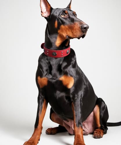 Hundehalsband Leder, 5 cm Breites Robustes Echtes Lederhalsband, Handgefertigt, Weich und Luxuriös, Auffällige Beste Wahl für Große und Mittelgroße Hunderassen, Rot M