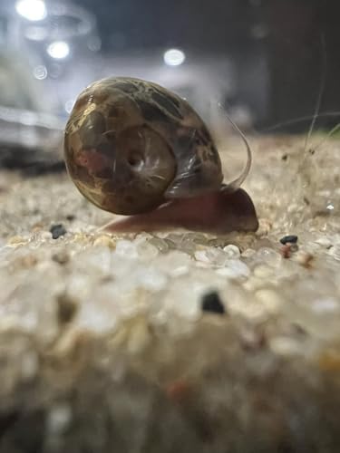 Posthornschnecken 30 Stück