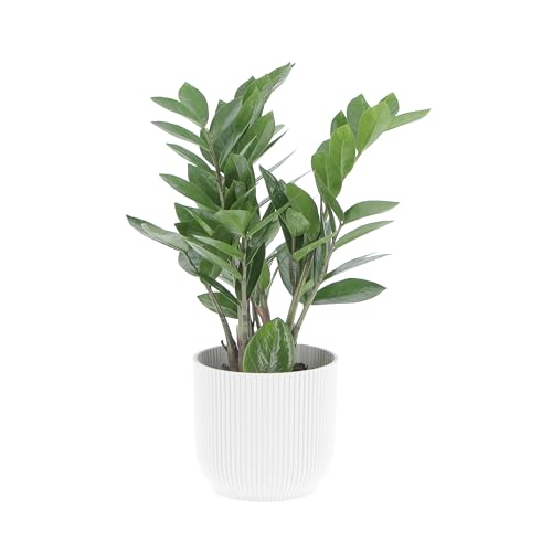 KENTIS - Zamioculcas Zamiifolia - Piante Vere da Appartamento - Pianta Purificante Aria - Facile Cura - H 25-35 cm Vaso Ø 12 cm