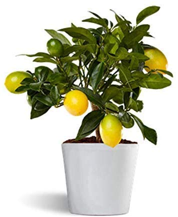 Limequat o limonella lakeland - limonero enano de interior - planta viva - maceta cerámica 12cm
