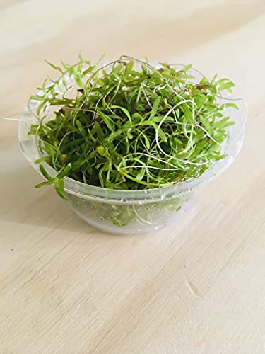 TMD Pearl Weed Tissue Culture Cups Freshwater Carpet Live Aquarium Plants Micranthemum...