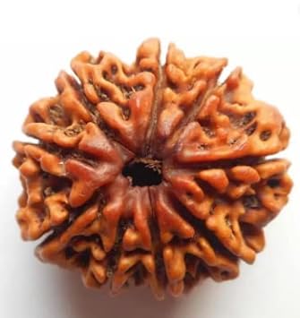 QUEEN-GEMS Natural 9 Mukhi Rudraksha Original Certified Nine Faced Rudraksh Nepali No Mukhi Rudraksha with Silver Capping & Red Thread Blessed by Maa Durga 9 for Men & Women