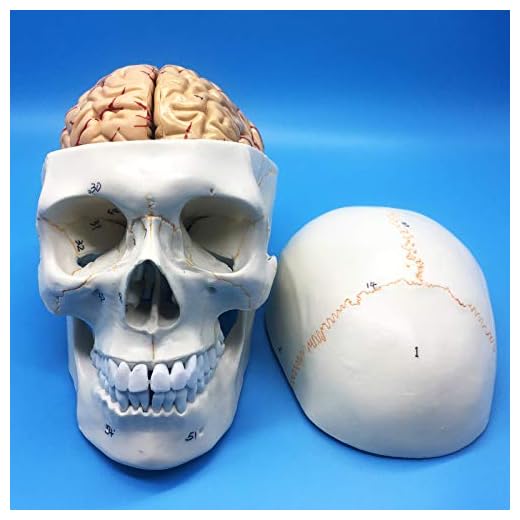 Learning Resources Human Skull and Brain Anatomical Model, Anatomically Accurate Human Skull and Brain Life Size Anatomy Model for Science Classroom Study Display Teaching Model