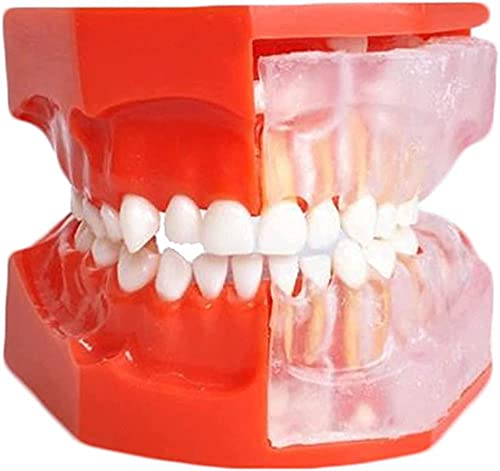 Modèle dentaire d'apprentissage avec alternance de dents de lait et définitives