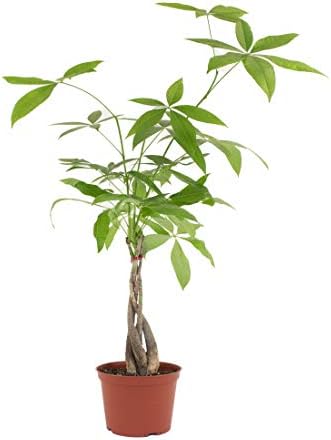 Shop Succulents | Standing Collection | Hand Selected, Air Purifying Live Pachira Aquatica Money Indoor House Plant in 4" Grow Pot, 6 INCH, Mix